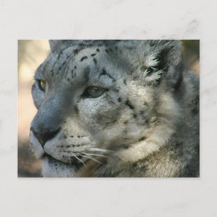 snöleopard vykort