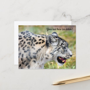 Snöleopard vykort