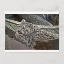 Snöleopard