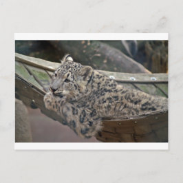 Snöleopard Vykort