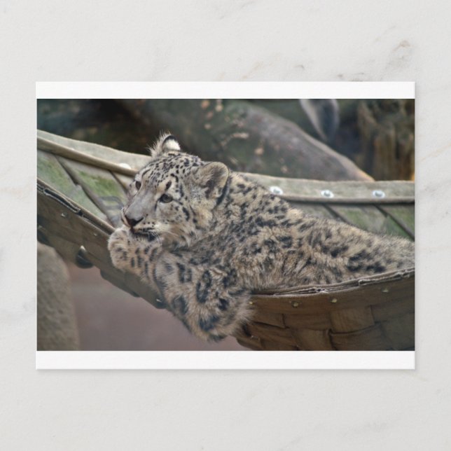 Snöleopard Vykort (Framsida)