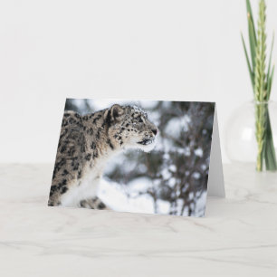 Snöleoparden profilerar kort