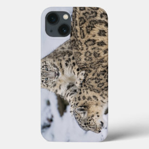 Snöleoparder: