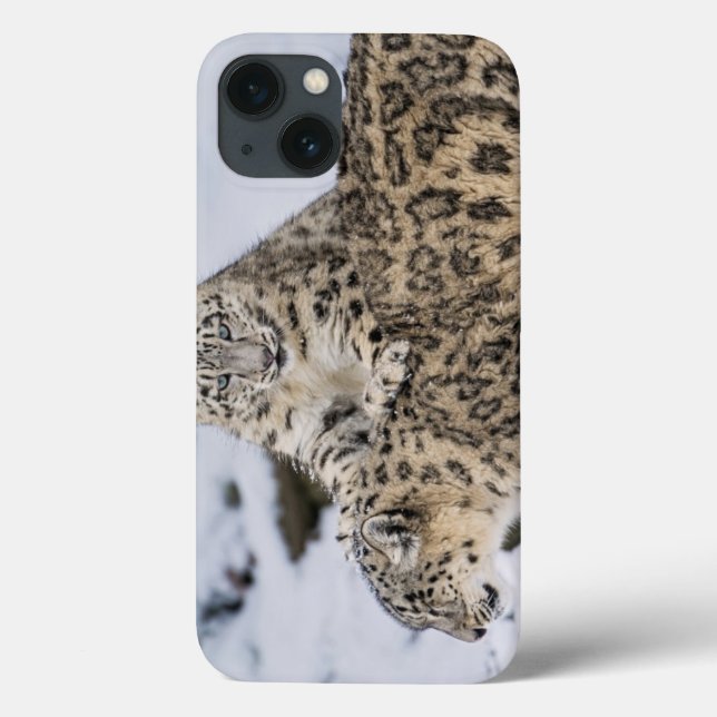 Snöleoparder: (Baksida)