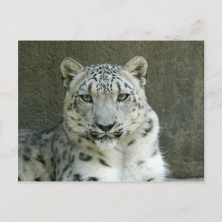 SnöleopardM002 Vykort