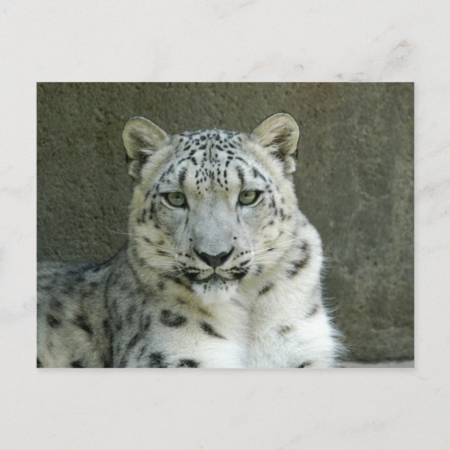 SnöleopardM002 Vykort (Framsida)