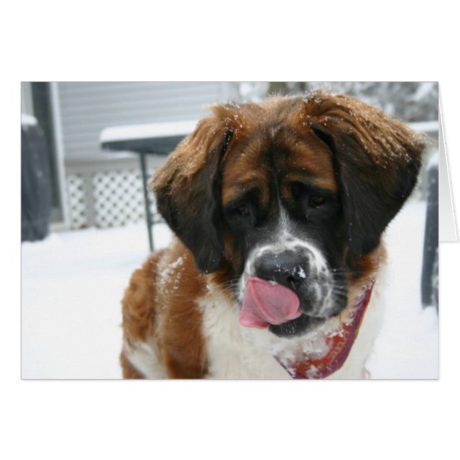 Snölickande Saint Bernard-kort Hälsningskort (Framsidan Horizontal)