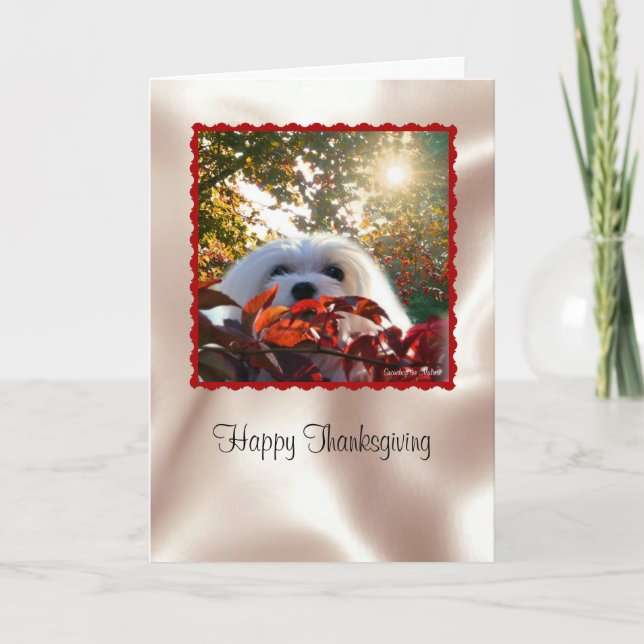 Snölj det maltesiska Thanksgivingen Card Helgkort (Framsida)