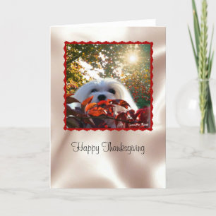 Snölj det maltesiska Thanksgivingen Card Helgkort
