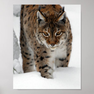 Snölodjur Poster