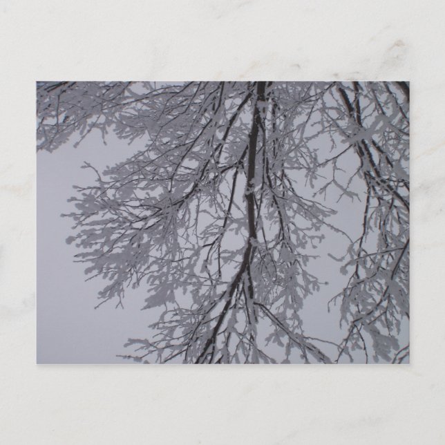 Snömönster i träden vykort (Framsida)
