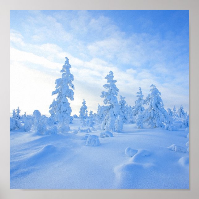 snönära träd i Lappland i Finland Poster (Framsidan)