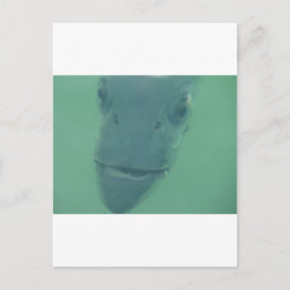 Snook Vykort