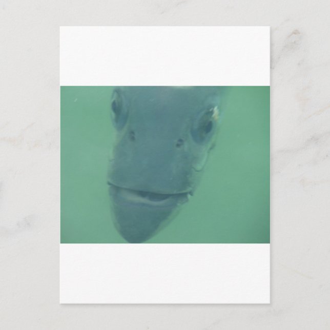 Snook Vykort (Framsida)
