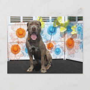 Snoop - Neopolitan Mastiff-3 Vykort