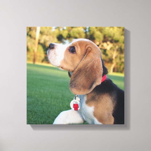 Snoopy Beagle Canvas (Framsida)