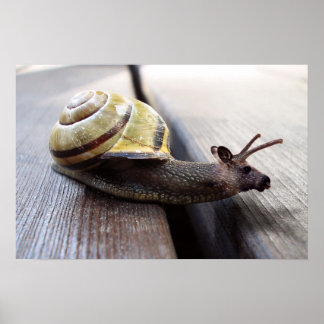 Snoose Poster