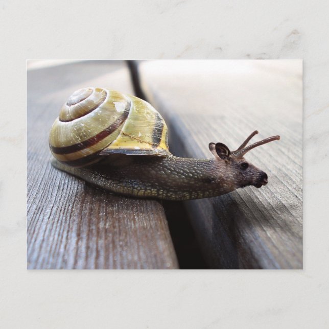 Snoose Vykort (Framsida)