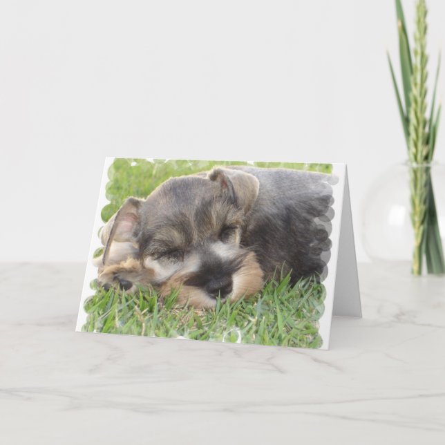Snooserar Schnauzer-gratulationskort Kort (Framsida)