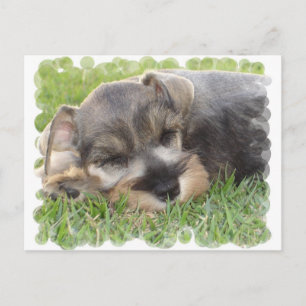 Snoossing Schnauzer-vykort Vykort