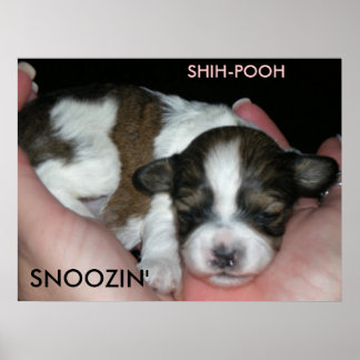 SNOOZIN', 2 VECKOR SHIH-POO, S... POSTER