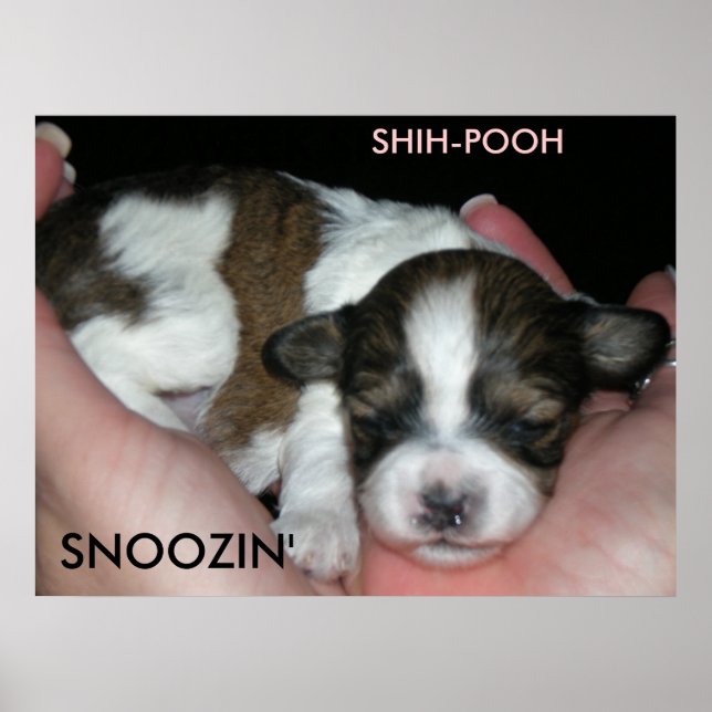 SNOOZIN', 2 VECKOR SHIH-POO, S... POSTER (Framsidan)