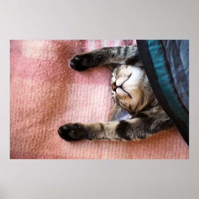 Snoozing Kitten Poster (Framsidan)