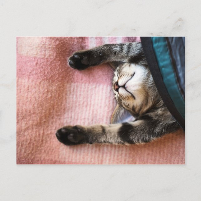 Snoozing Kitten Vykort (Framsida)