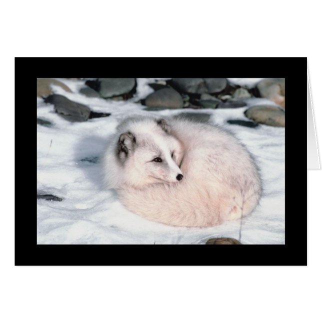 Snöräv Hälsningskort (Framsidan Horizontal)