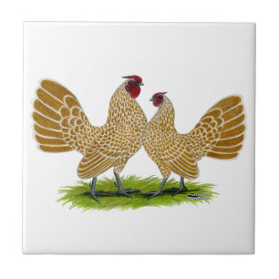 Snörd åt Sebrights fantast Kakelplatta