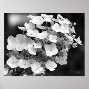 Snöre Cap Hydrangea Black and White Poster