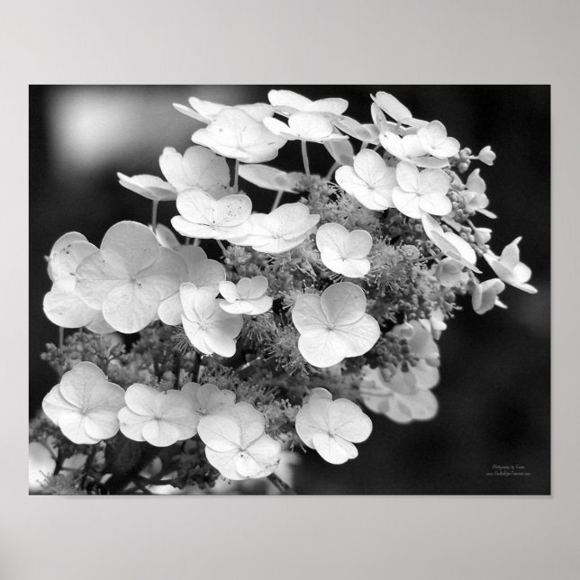 Snöre Cap Hydrangea Black and White Poster (Framsidan)
