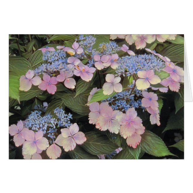 Snöre Cap Hydrangea Hälsningskort (Framsidan Horizontal)