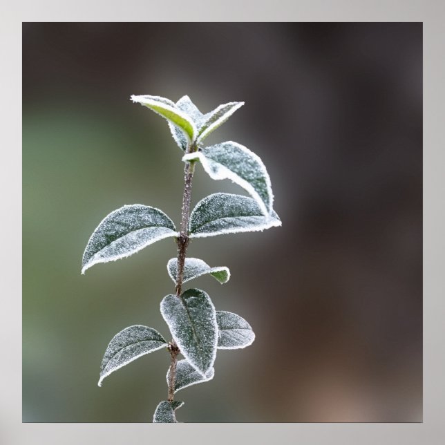 snöre om löv poster (Framsidan)
