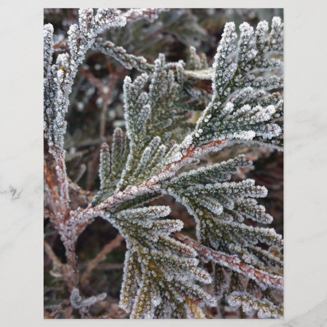 Snöre på kvistar (Framsida)
