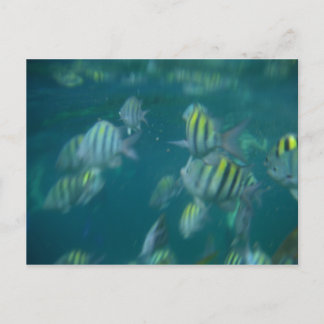 snorkeling vykort