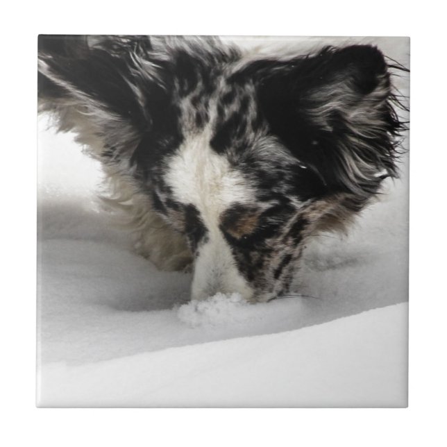 SnöSnoutCorgi Kakelplatta (Framsidan)