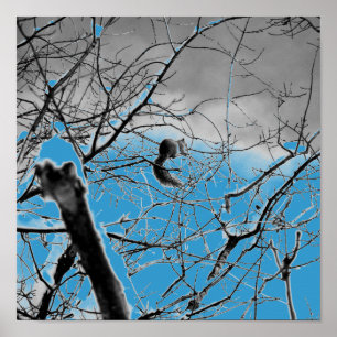 Snöstorm-ekorren B+W Poster