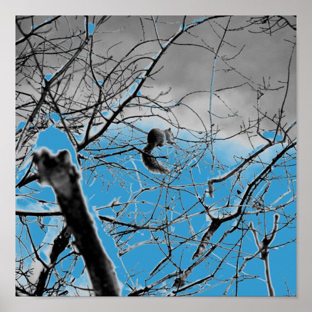 Snöstorm-ekorren B+W Poster (Framsidan)