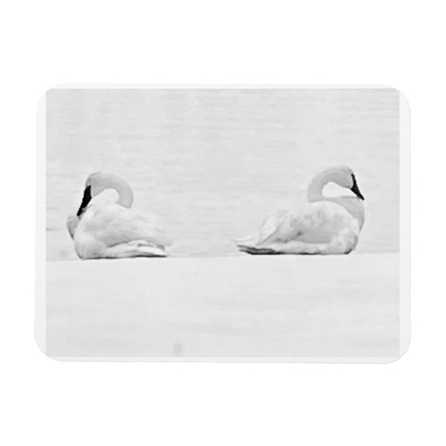 Snösvanar för Nature's Perspectives 2026 Kalender Magnet (Horisontell)