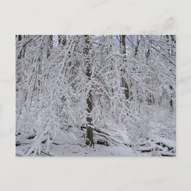 Snötäckt björkträd tak vykort (Framsida)