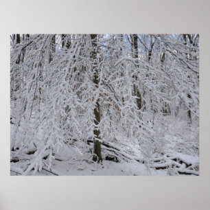 Snötäckt björkträdskanopi poster