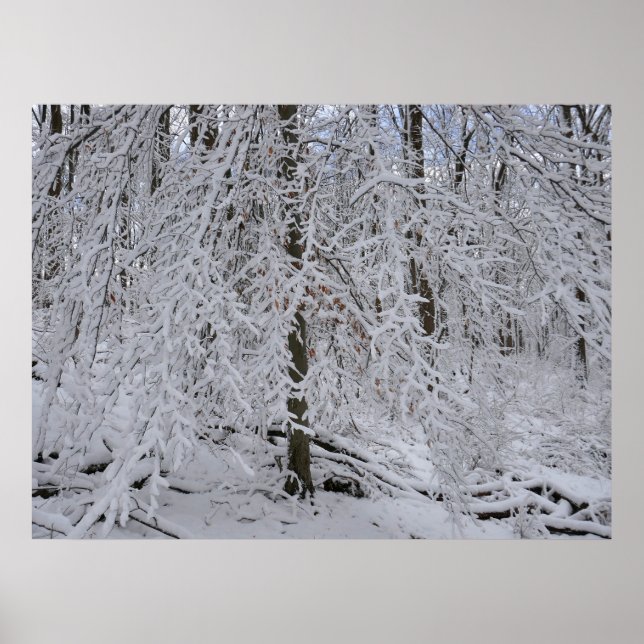 Snötäckt björkträdskanopi poster (Framsidan)