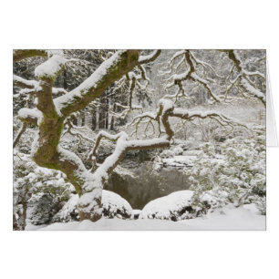 Snötäckt japansk lönn hälsningskort