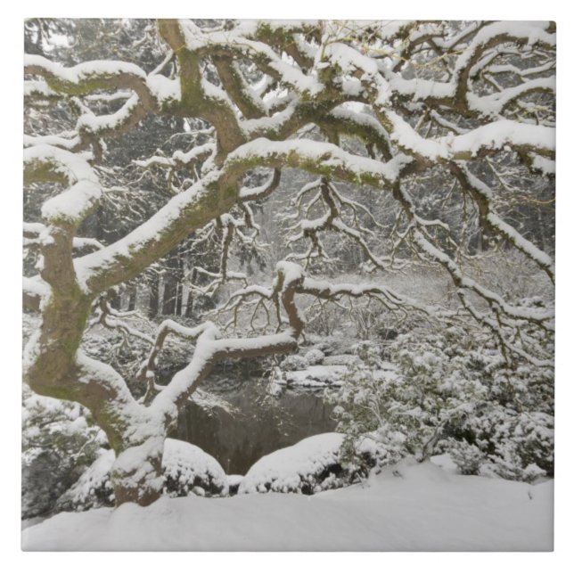Snötäckt japansk lönn kakelplatta (Framsidan)