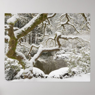 Snötäckt japansk lönn poster