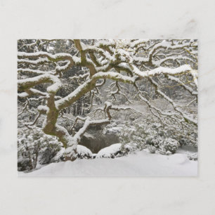 Snötäckt japansk lönn vykort