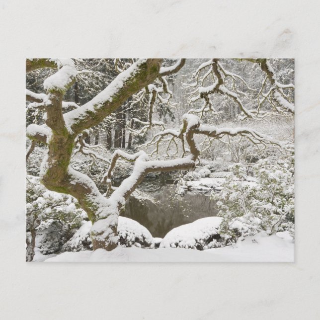 Snötäckt japansk lönn vykort (Framsida)