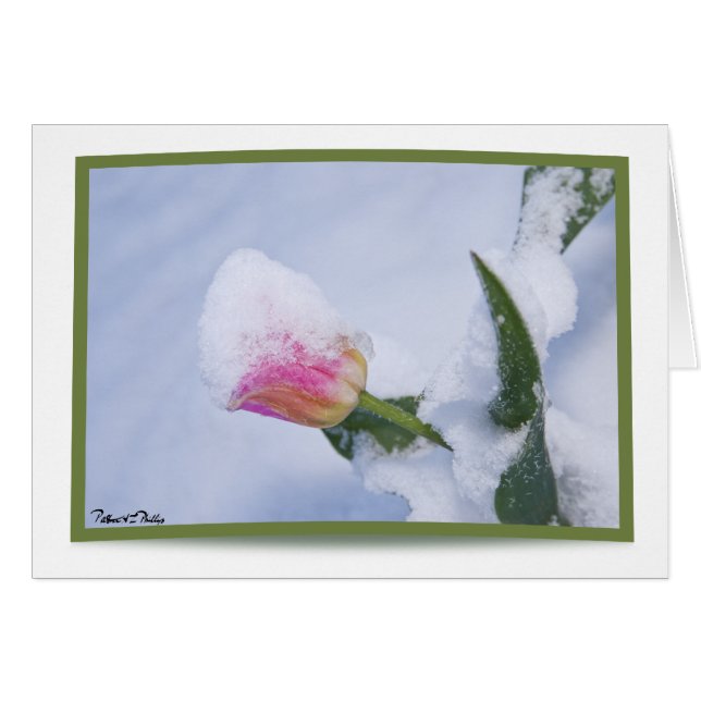 Snötäckt rosa tulpan hälsningskort (Framsidan Horizontal)