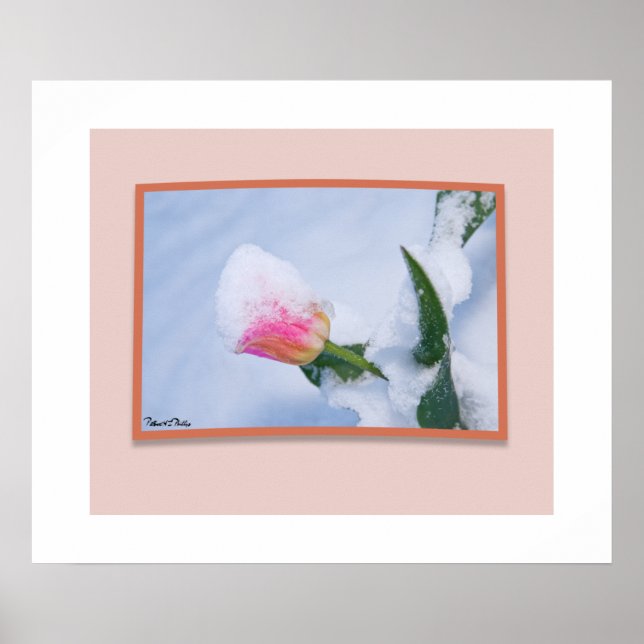 Snötäckt rosa tulpan poster (Framsidan)